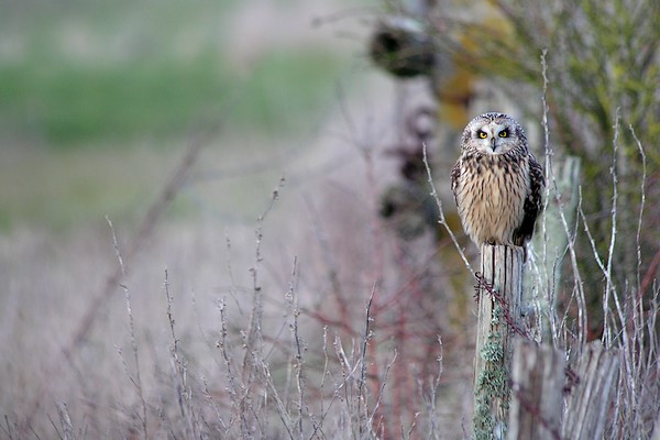 hibou 90