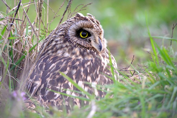 hibou 91