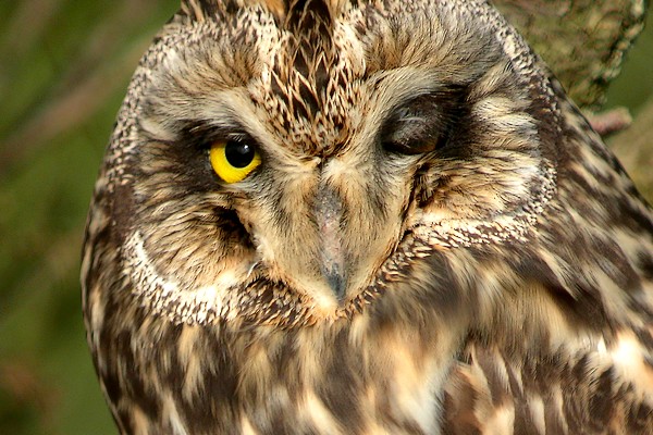 hibou 94