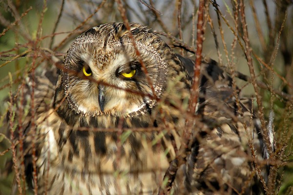 hibou 96