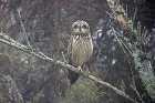 Cliquez ici pour voir l'image (hibou_59.JPG)