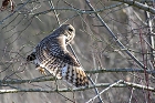 Cliquez ici pour voir l'image (hibou_60.JPG)