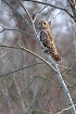Cliquez ici pour voir l'image (hibou_61.JPG)
