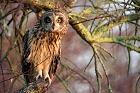 Cliquez ici pour voir l'image (hibou_62.JPG)