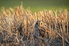 Cliquez ici pour voir l'image (hibou_63.JPG)