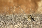 Cliquez ici pour voir l'image (hibou_64.JPG)