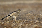 Cliquez ici pour voir l'image (hibou_65.JPG)