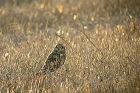 Cliquez ici pour voir l'image (hibou_66.JPG)