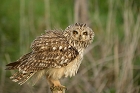 Cliquez ici pour voir l'image (hibou_67.jpg)