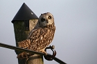 Cliquez ici pour voir l'image (hibou_68.JPG)