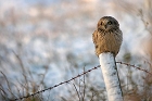 Cliquez ici pour voir l'image (hibou_70.JPG)