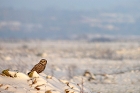 Cliquez ici pour voir l'image (hibou_71.JPG)