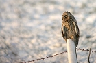 Cliquez ici pour voir l'image (hibou_72.JPG)
