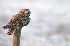 Cliquez ici pour voir l'image (hibou_74.JPG)