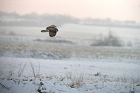 Cliquez ici pour voir l'image (hibou_76.JPG)