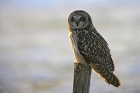 Cliquez ici pour voir l'image (hibou_77.JPG)