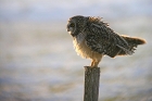Cliquez ici pour voir l'image (hibou_78.JPG)