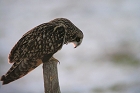 Cliquez ici pour voir l'image (hibou_79.JPG)