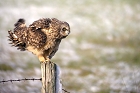 Cliquez ici pour voir l'image (hibou_80.JPG)