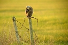 Cliquez ici pour voir l'image (hibou_82.jpg)
