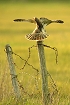 Cliquez ici pour voir l'image (hibou_83.JPG)