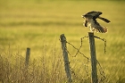 Cliquez ici pour voir l'image (hibou_84.JPG)