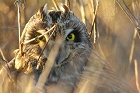 Cliquez ici pour voir l'image (hibou_85.JPG)