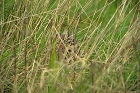 Cliquez ici pour voir l'image (hibou_88.JPG)