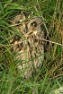 Cliquez ici pour voir l'image (hibou_89.JPG)