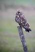 Cliquez ici pour voir l'image (hibou_92.JPG)