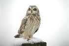 Cliquez ici pour voir l'image (hibou_93.jpg)