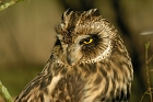 Cliquez ici pour voir l'image (hibou_95.JPG)