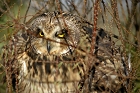 Cliquez ici pour voir l'image (hibou_96.JPG)