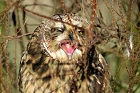 Cliquez ici pour voir l'image (hibou_97.JPG)