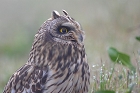 Cliquez ici pour voir l'image (hibou_98.JPG)