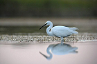 Cliquez ici pour voir l'image (echaigrette_54.JPG)