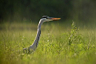 Cliquez ici pour voir l'image (echheron_51.jpg)