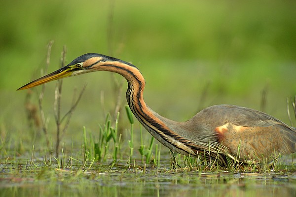echheron 55