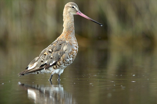 limbarge 52