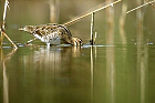 Cliquez ici pour voir l'image (limibecassine_63.jpg)