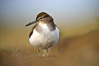 Cliquez ici pour voir l'image (limichevguign_67.jpg)