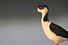 Cliquez ici pour voir l'image (limiechasse_55.JPG)