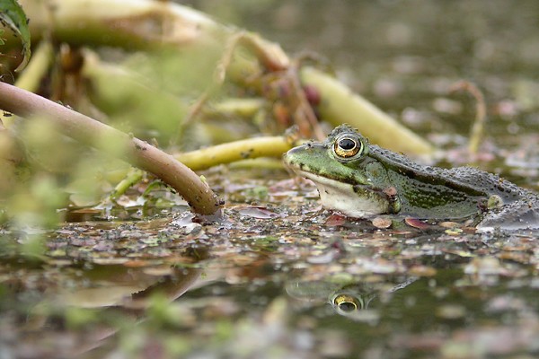 mac grenouille 33