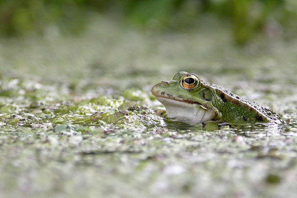 mac grenouille 34