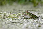 Cliquez ici pour voir l'image (mac_grenouille_34.jpg)