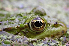 Cliquez ici pour voir l'image (mac_grenouille_35.JPG)
