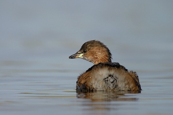 ralgrebe 50