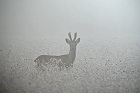 Cliquez ici pour voir l'image (chevr_130.jpg)