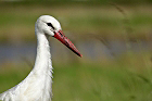 Cliquez ici pour voir l'image (cigogne_013.JPG)