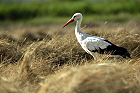 Cliquez ici pour voir l'image (cigogne_014.JPG)